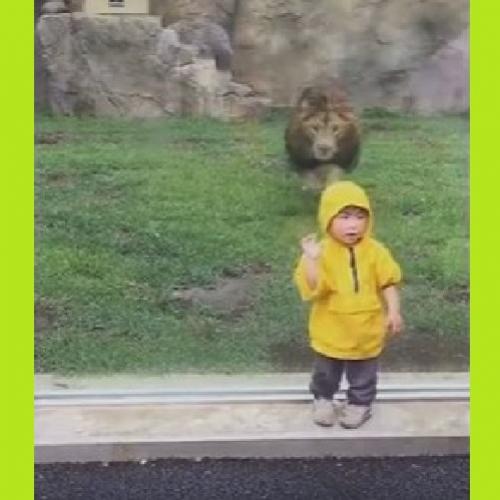 Leão tenta atacar criança em zoo, mas esbarra no vidro...