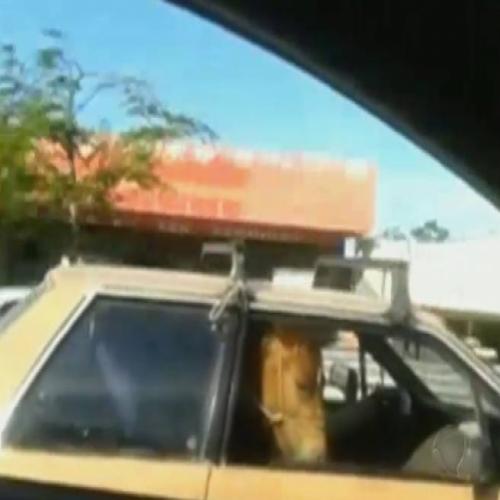 Cavalo é flagrado passeando de carro de duas portas no Ceará; veja