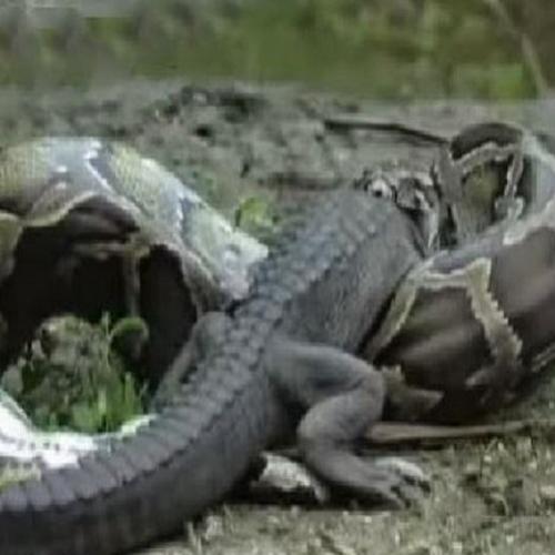 Cobra engolindo crocodilo inteiro vivo.