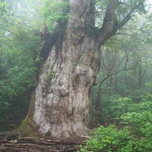 As 5 árvores mais antigas do Planeta