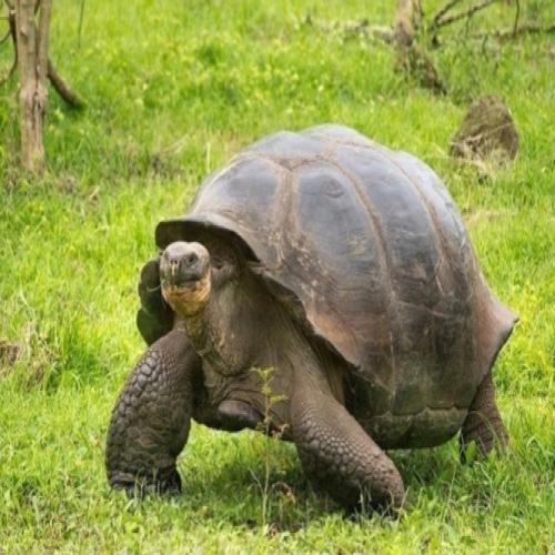 Após 100 anos, nascem as primeiras tartarugas-das-galápagos