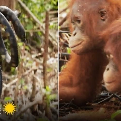 Como orangotangos aprendem a ter medo de cobras