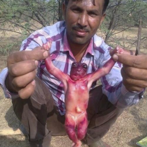 Criaturas bizarras são encontradas na Índia e intrigam moradores