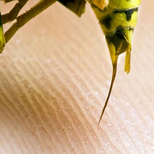 Qual a picada de inseto mais dolorosa do mundo?