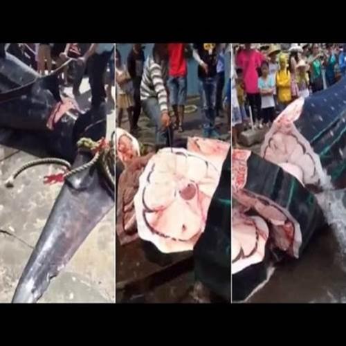 Video mostra Tubarão-baleia sendo cortado vivo em pedaços na china