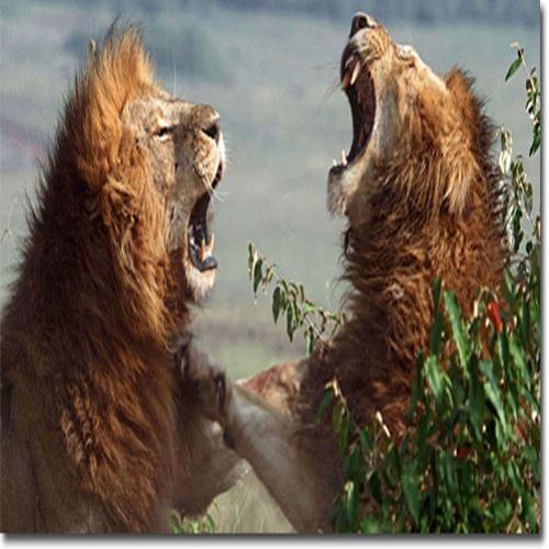 A incrível batalha entre 3 leões por território
