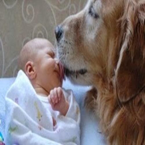 Cachorro seu animal de estimação e bebê, cuidados que devemos ter 