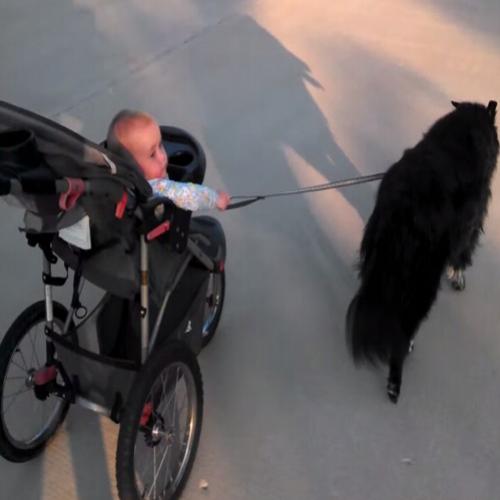 Anda sem tempo para passeios com o bebê e o cachorro?