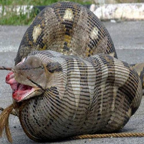 8 cobras que se deram muito mal por terem a boca maior que o estômago