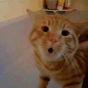 Dar banho em um gato não é fácil. Mas quando ele fala que não gosta...