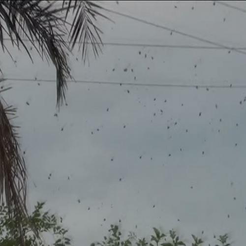 Assustadora chuva de aranhas no Paraná