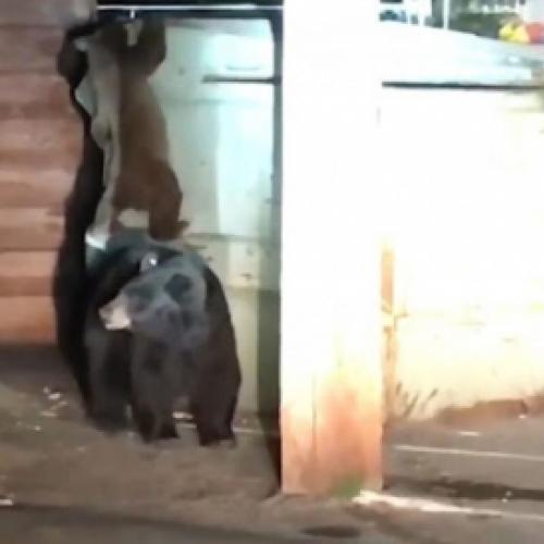 Ursos tentam resgatar amigo de lixeira