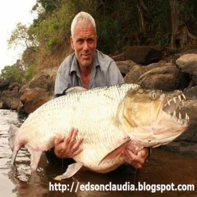 Goliath tigerfish: o peixe gigante que come crocodilos e seres humanos
