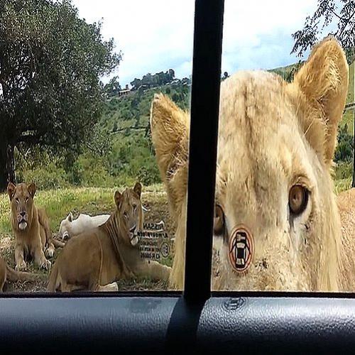 Em Safári predestinado Leão aproxima de Carro e faz algo aterrorizante