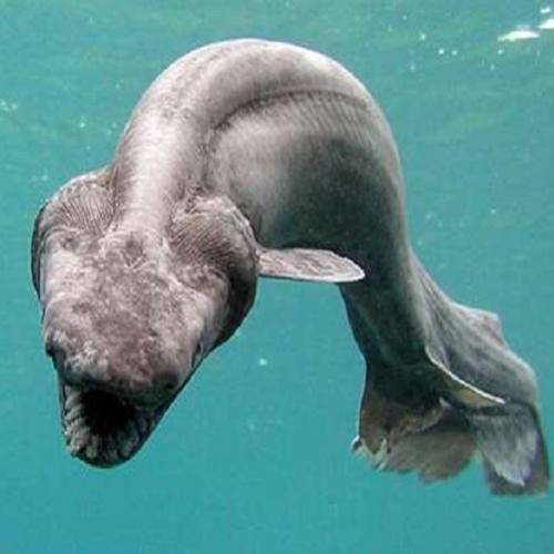 Estranho animal marinho é visto pela primeira vez no mundo!