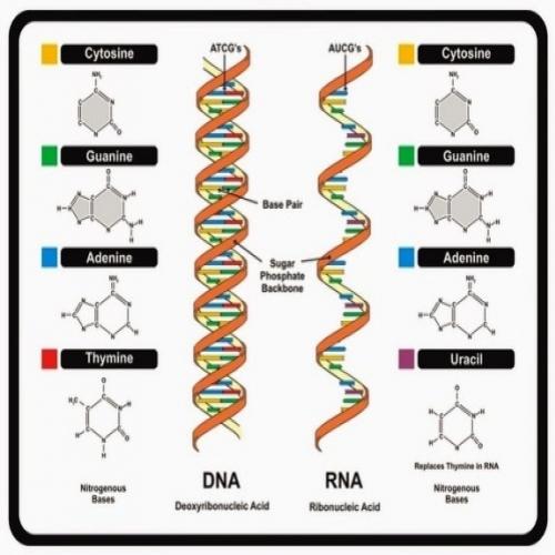 Auto-duplicação do DNA