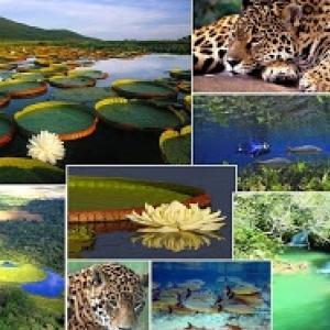 Conheça o Pantanal - fauna e flora - características e documentários.