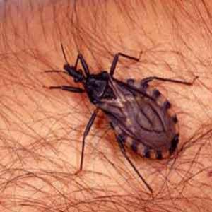 Doença de Chagas pode levar à depressão