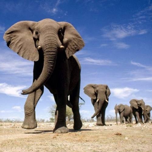 Os elefantes da National Geographic