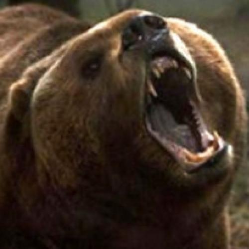 Ursos começam a atacar cidadães de uma comunidade do Alasca...
