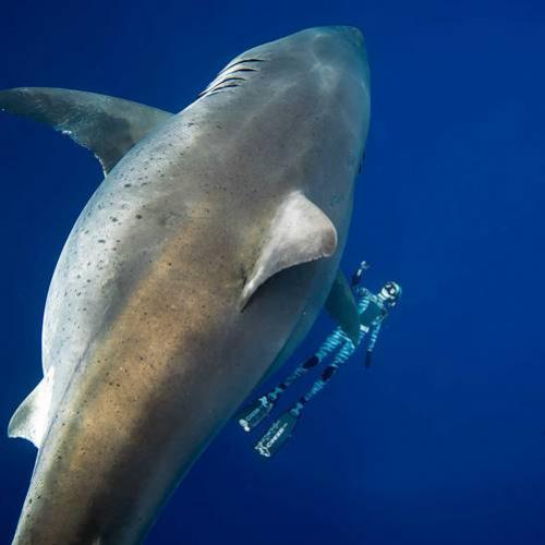 Deep Blue: O Maior Tubarão Branco Já Visto