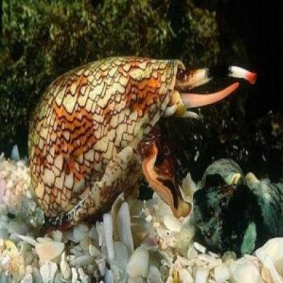 Um Terrível caracol é considerado o animal mais venenoso do mundo