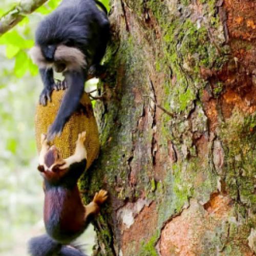 Conheça os macacos que roubam comida dos esquilos