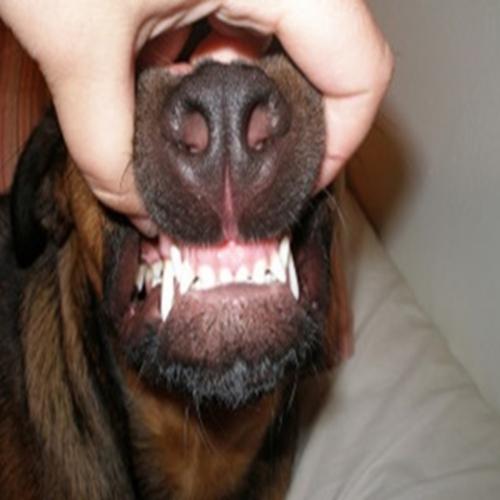 Aprenda como escovar os dentes do cachorro 