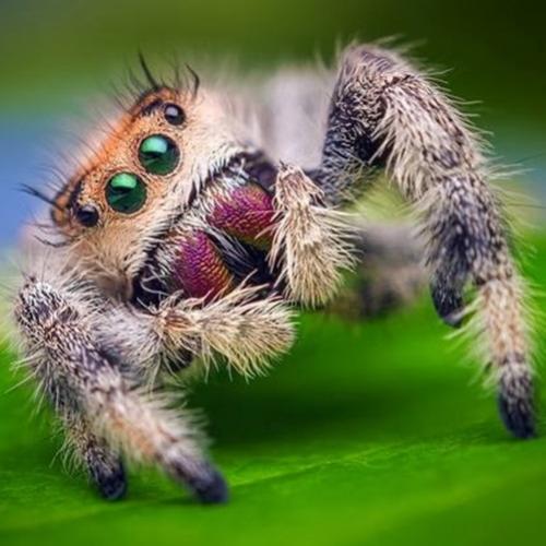 Imagens arrepiantes de aranhas em zoom