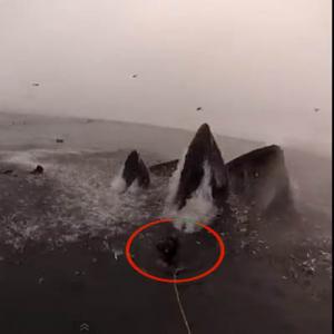 Baleia quase engole cinegrafista
