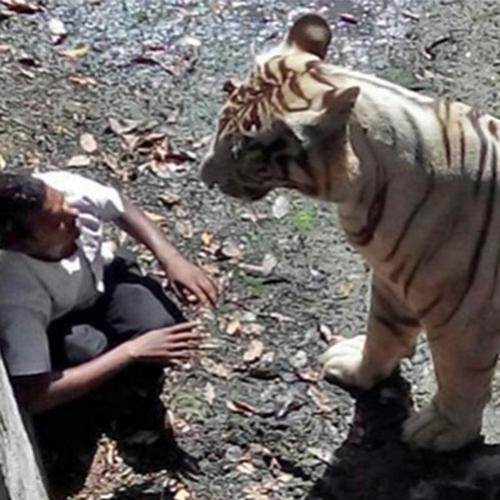 Veja o momento que o tigre ataca menino em zoológico da Índia