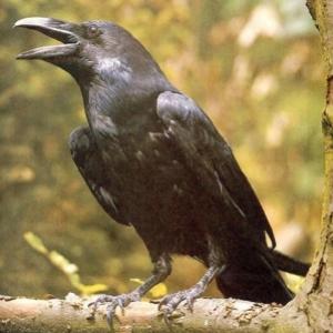 Veja a inteligência dos corvos, e suas incríveis habilidades