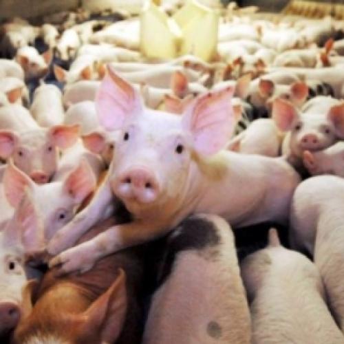 Carne de porco em alta entre os brasileiros