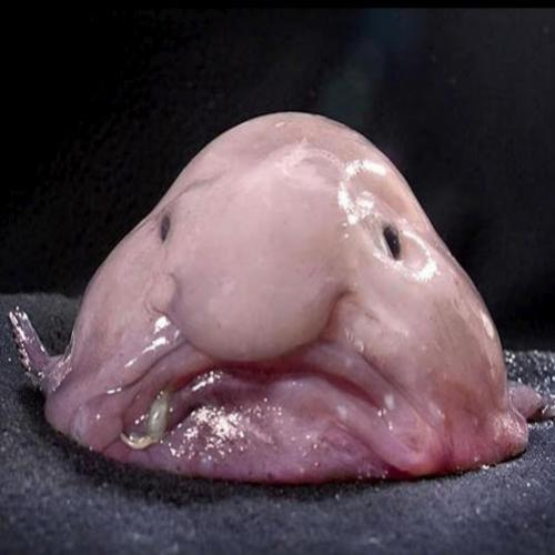 Conheça o Peixe-Gota, o animal mais feio do planeta