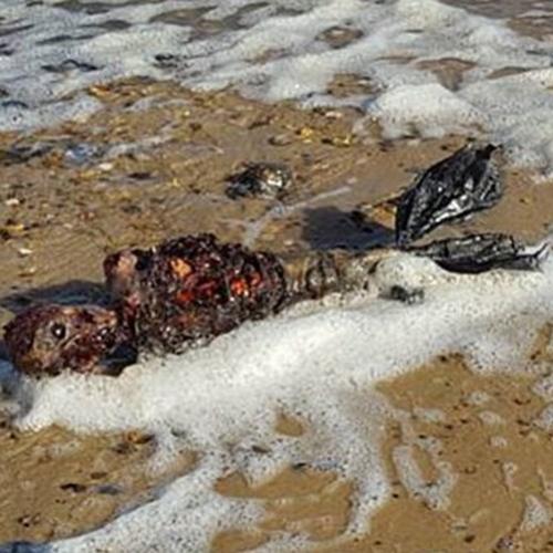 Homem diz ter encontrado “sereia” morta em praia deserta e vídeo se to