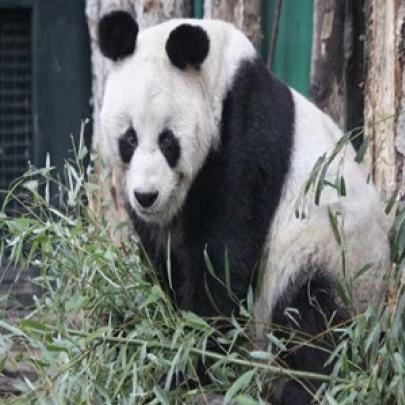 Na China: o nascimento de oito pandas a luta pela espécies ameaçadas d