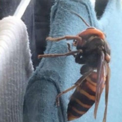 Japonesa encontra vespa gigante no armário
