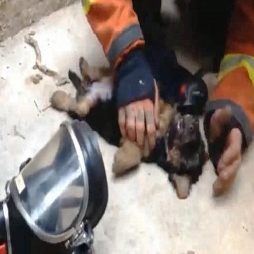 Vídeo Bombeiro resgatando cachorro de incêndio