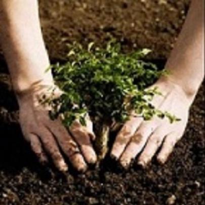 Projeto Verdejando – Vamos Plantar uma Árvore!
