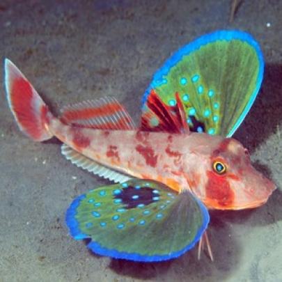 O raro peixe-borboleta em exposição para o mundo ver 