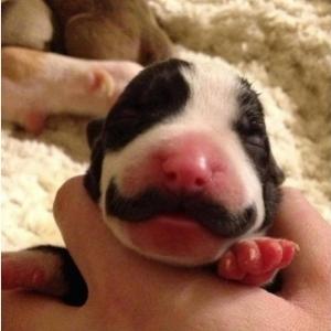 Filhote de cão nasce com bigode e vira celebridade