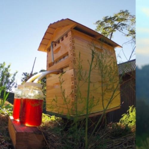 Nova caixa de abelha que extrai automaticamente o mel