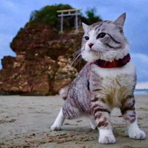 Nyankichi, o gato mais fotogênico do Japão