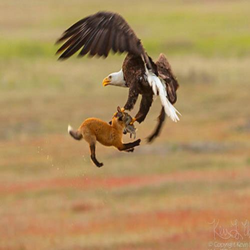 Video incrível: Uma águia rouba a caça de uma raposa.