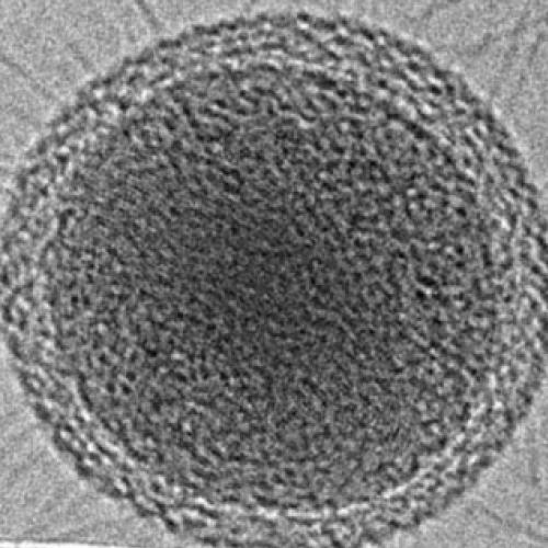 Cientistas descobrem a menor bactéria do mundo