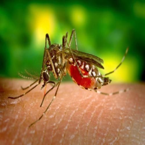 Mosquitos: por que eles adoram nosso sangue?