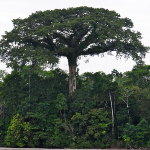 Conheça 5 árvores gigantes do Brasil