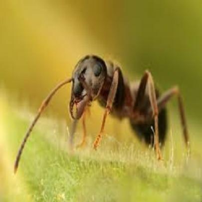 Vídeo mostra em detalhescomo é o nascimento de uma formiga