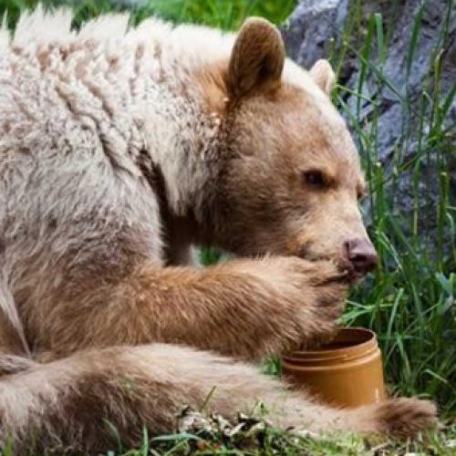 Será que ursos realmente ama mel?