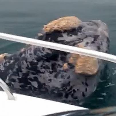 Baleia rara aparece e se aproxima do barco de um casal de brasileiros!